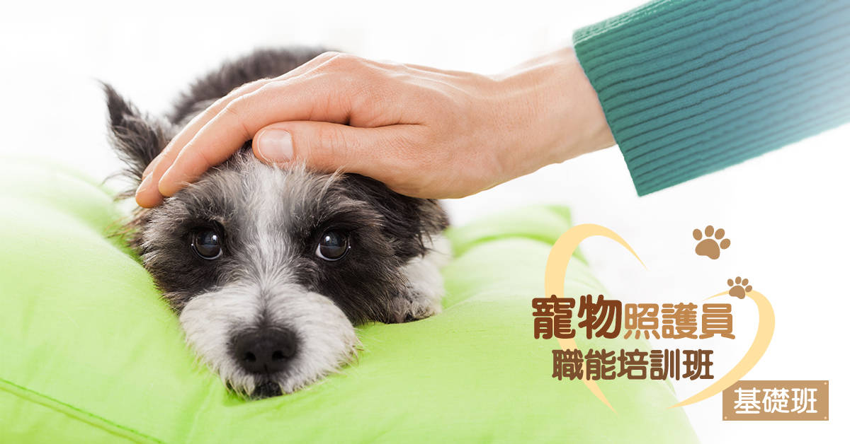 特定寵物照護員職能培訓班【補繳費用】